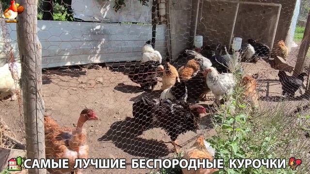 Цыплята и Курочки селяночки лучшие беспородные несушки 🥚 (246)