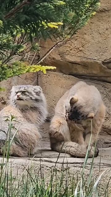 Милая парочка манулов 🥰😻😉😍🥰