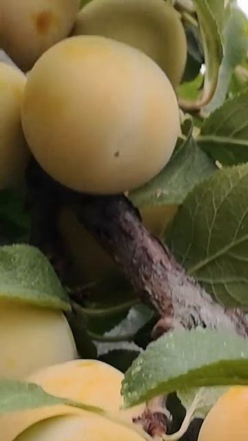 valentina_verbyetskaya_2025-08-14-13-36-02_1755167762391.mp4