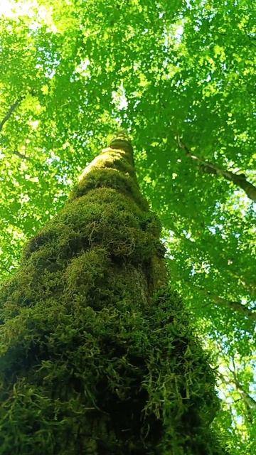 Тиссо самшитовая роща