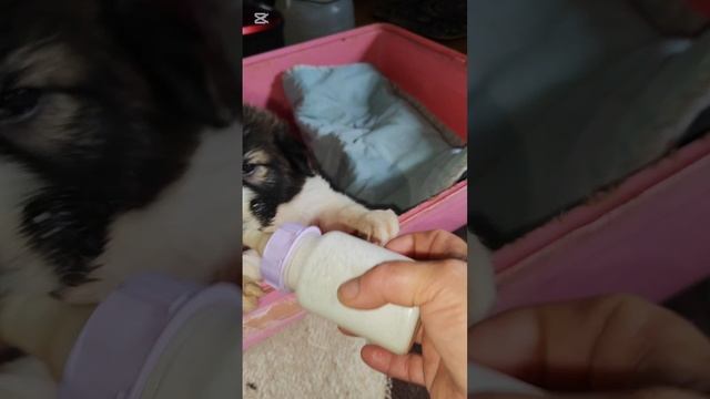 Малышку даю рисовую кашу, каки восстановились