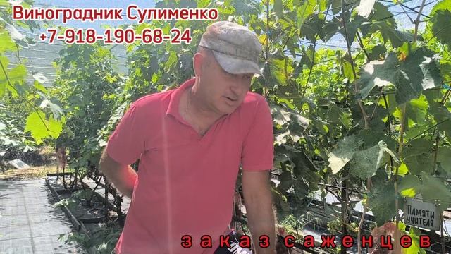 Две важные зелёные операции на винограде!