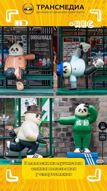 панды новый символ спорта