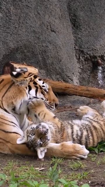 Тигренок с мамочкой ❤️🥰🤩😍🐯