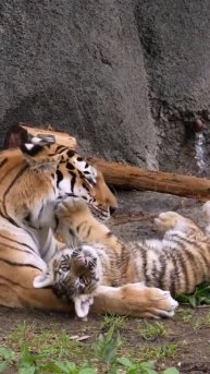 Тигренок с мамочкой ❤️🥰🤩😍🐯