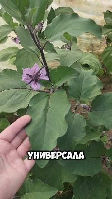 Обзор баклажанов в теплице на апрель 2025 года.