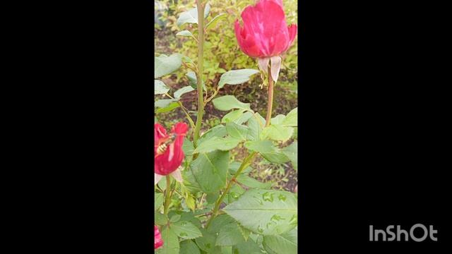 Пчëлка? Нет, оса!