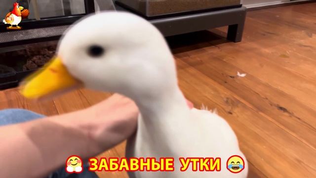 Забавные утки мускусные и пекинские на свободном выгуле со своими друзьями ч.(187) ❣️🤗😂