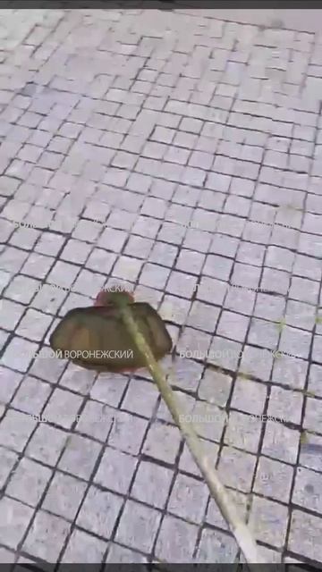 А вот и комментарий коммунальщика, косившего асфальт на площади Ленина. 🤫