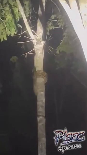 Хорошие новости для тревожных людей, от змеи на дереве не спрятаться.