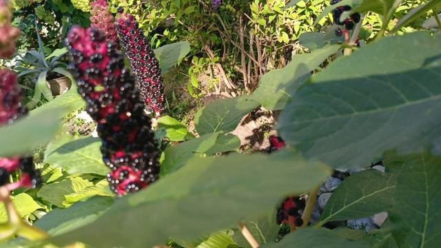 Лаконос американский или фитолакка.Интересное растение.