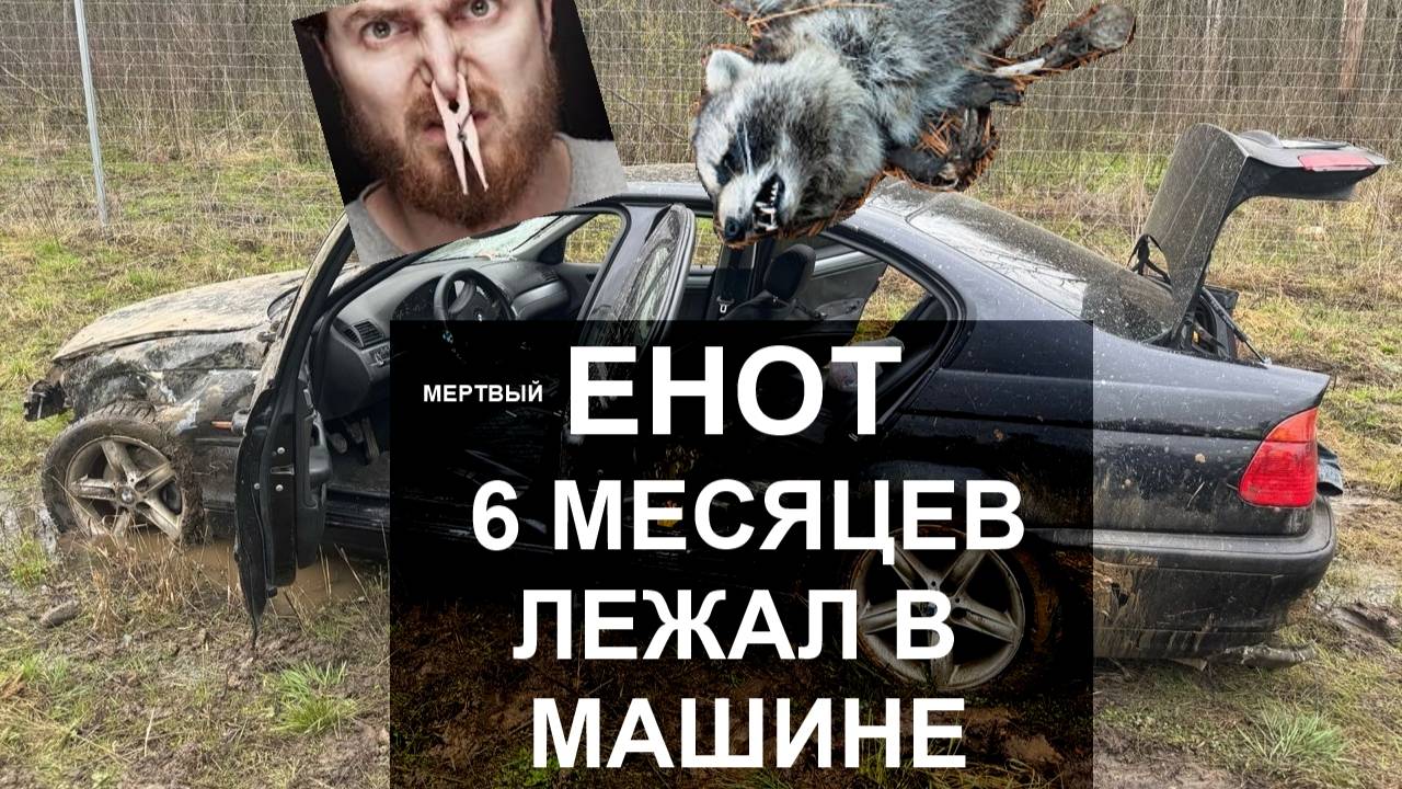 Мертвый енот 6 месяцев лежал в машине, удаление запаха