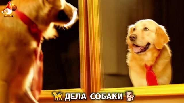 Собака друг человека и повседневная жизнь (118)