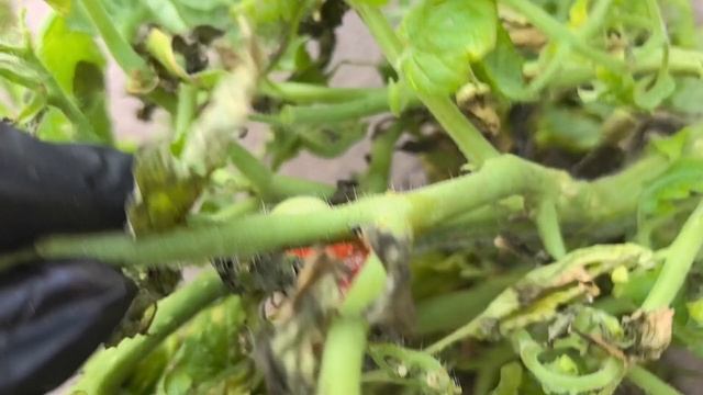 Очень нужен ваш совет! Помогите спасти урожай!