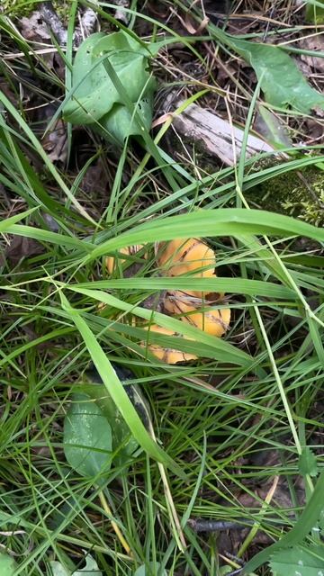 За грибами на квадроцикле