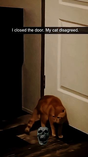 Сат ﹤﹥ Тыгер #Shorts