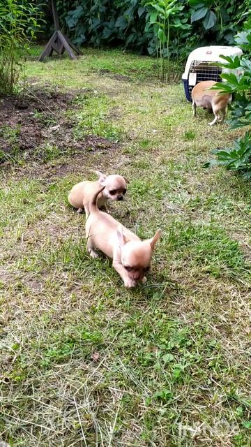 щенки гш чихуахуа продажа