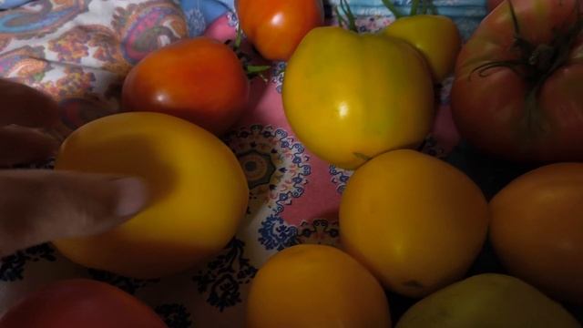 Хроника дачной жизни.
Дождь кончился, обрываю помидоры.