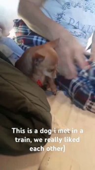 Cute dog