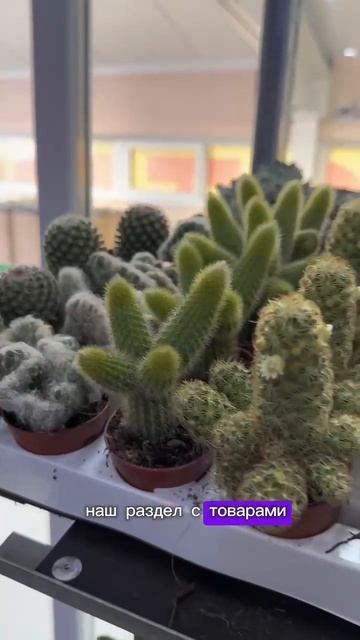 #комнатныецветы#садоводничество#садовыецветыупаковкаоптом.рф