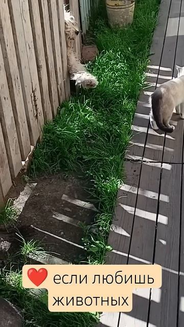 Домашние любимицы