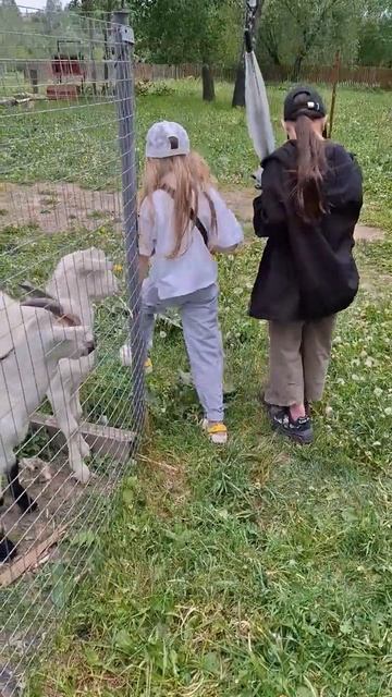 Девочки и Козочки😂🥰Таисия и Маргарита в эфире ИЮНЬ25 ❤️