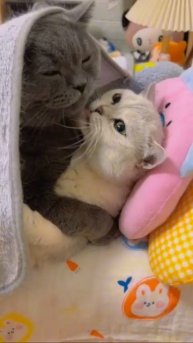 Любовь у котиков:)