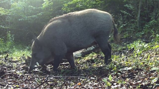 Кабаны видео фото ловушки