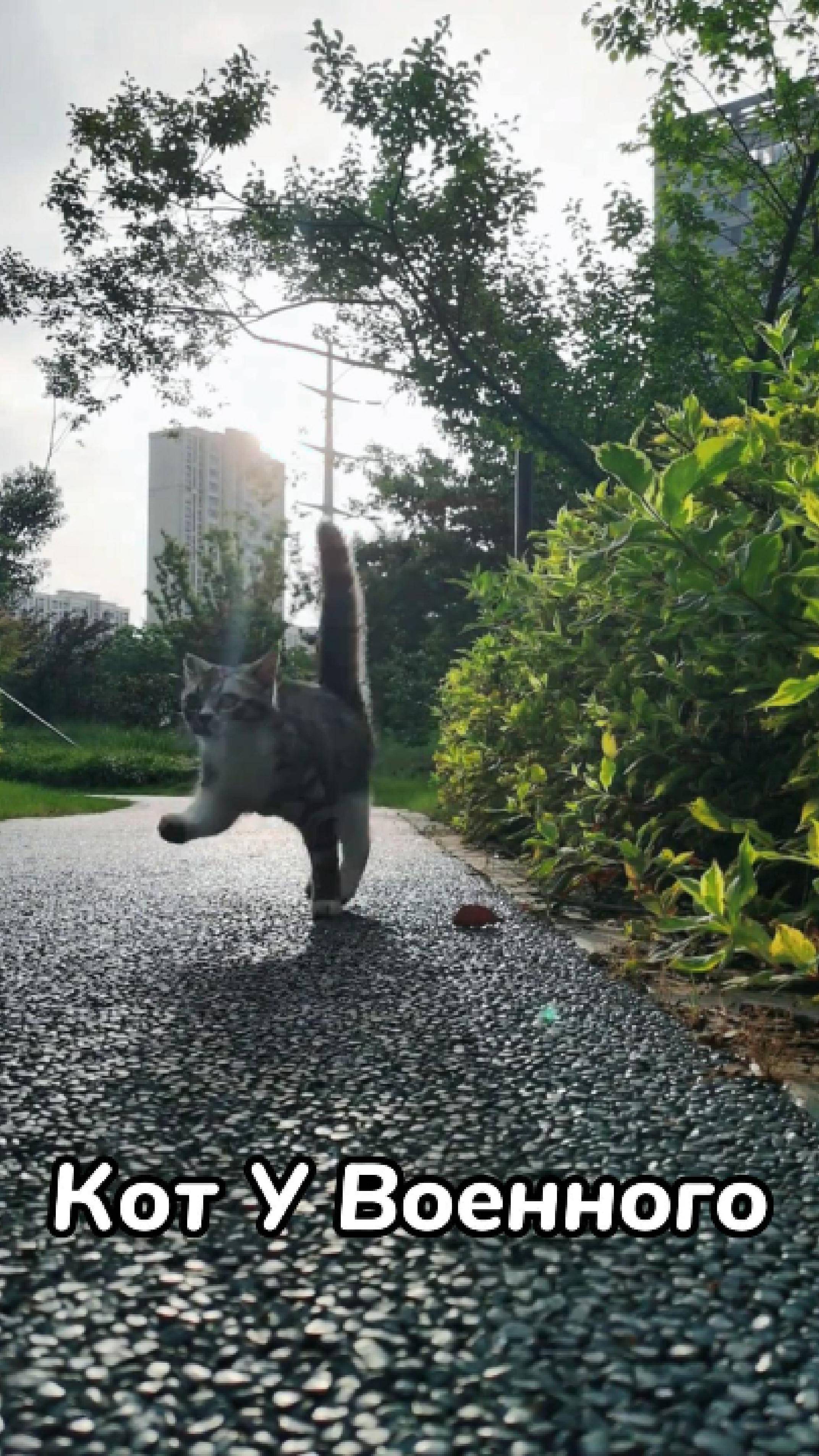 У военных даже Кот Марширует.
