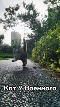 У военных даже Кот Марширует.