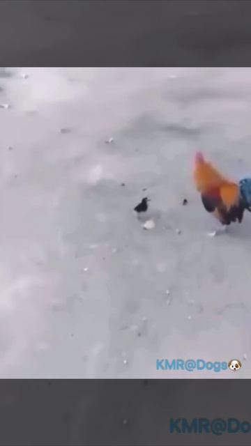 Мал да удал, держит всех петухов района в страхе🤣