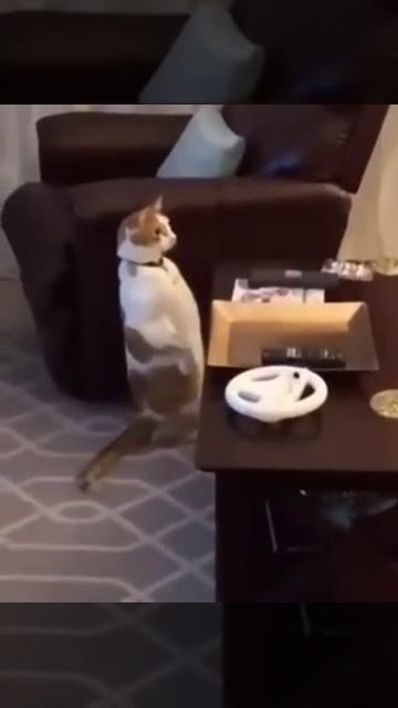 Эмоциям нет предела!