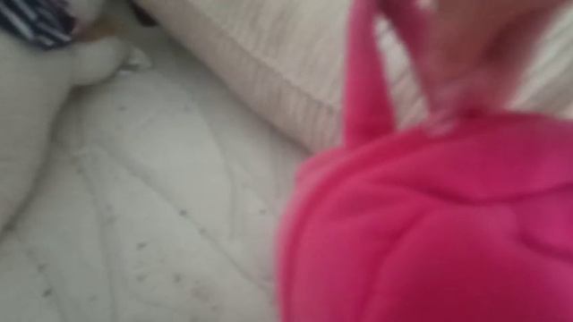 Lucky doggy с Барсиком и Марусей летят в самолёте