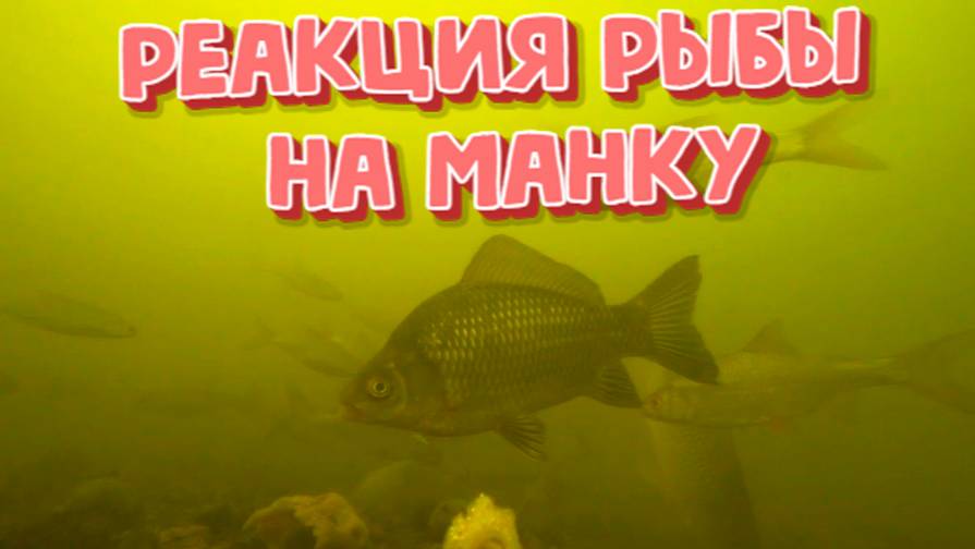 Реакция рыбы на Манку ( подводная съемка)