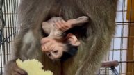 Анфиса такая смешнючая, МАМА, ДАЙТЕ ХЛЕБА и КАБАЧОК)))