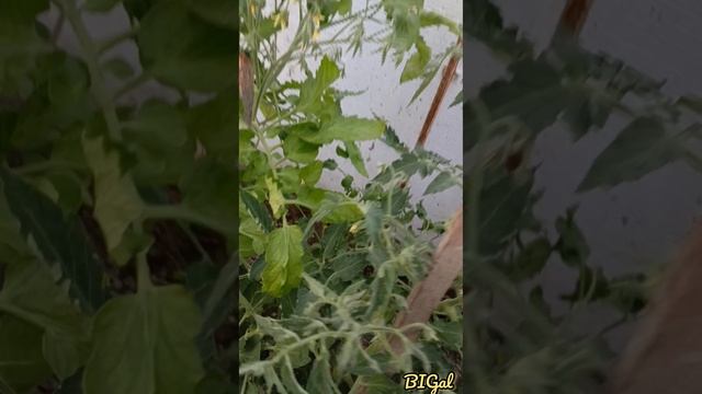 Моё сельхоз угодье 😊BIGal😊