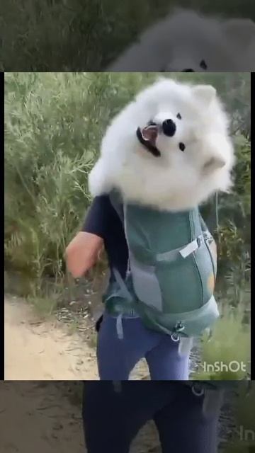 VID_20250814_034724_412.mp4