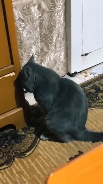 Простите милого котейку 💖😻🤩😉🥰