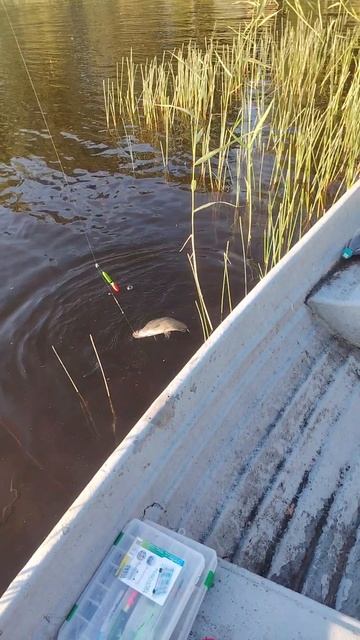 Лещ под килограмм на поплавок. Вытягиваю без подсачика.