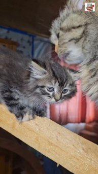 Одна Пушинкина Малышка сегодня уезжает к Бусику 🌞🏡❤️💐🐈