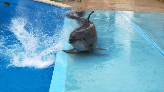 Дельфинарий Небуг