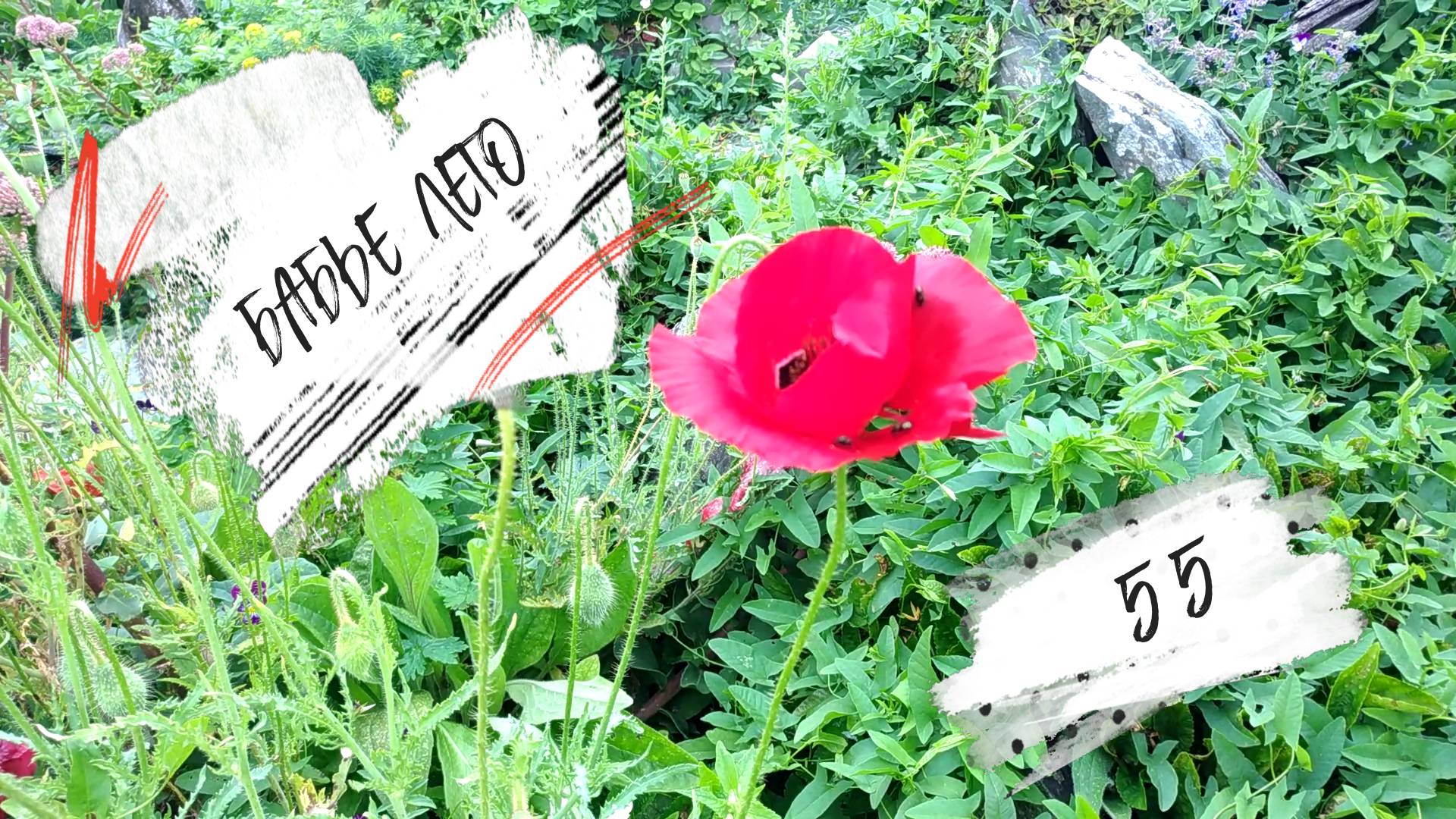 БАБЬЕ ЛЕТО. С ДНЕМ РОЖДЕНИЯ, НИКА!