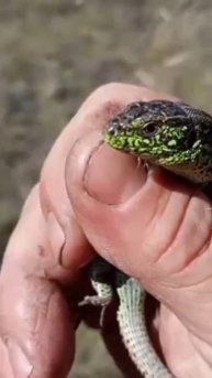 Lizard