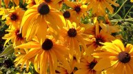 Садовые цветы. Георгины розы рудбекии...Цветы августа.Видеофильм.