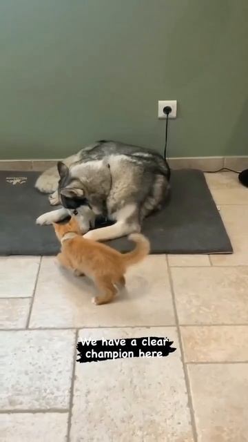 Бесстрашный котик 🐈❤️😻🐕🤩