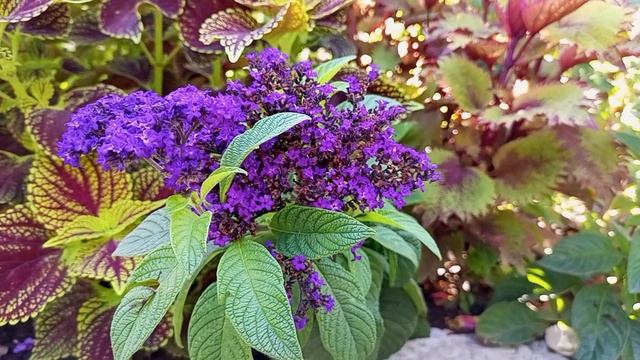 Утро в саду 14 августа 2025. Цветы под лучами утреннего солнца.