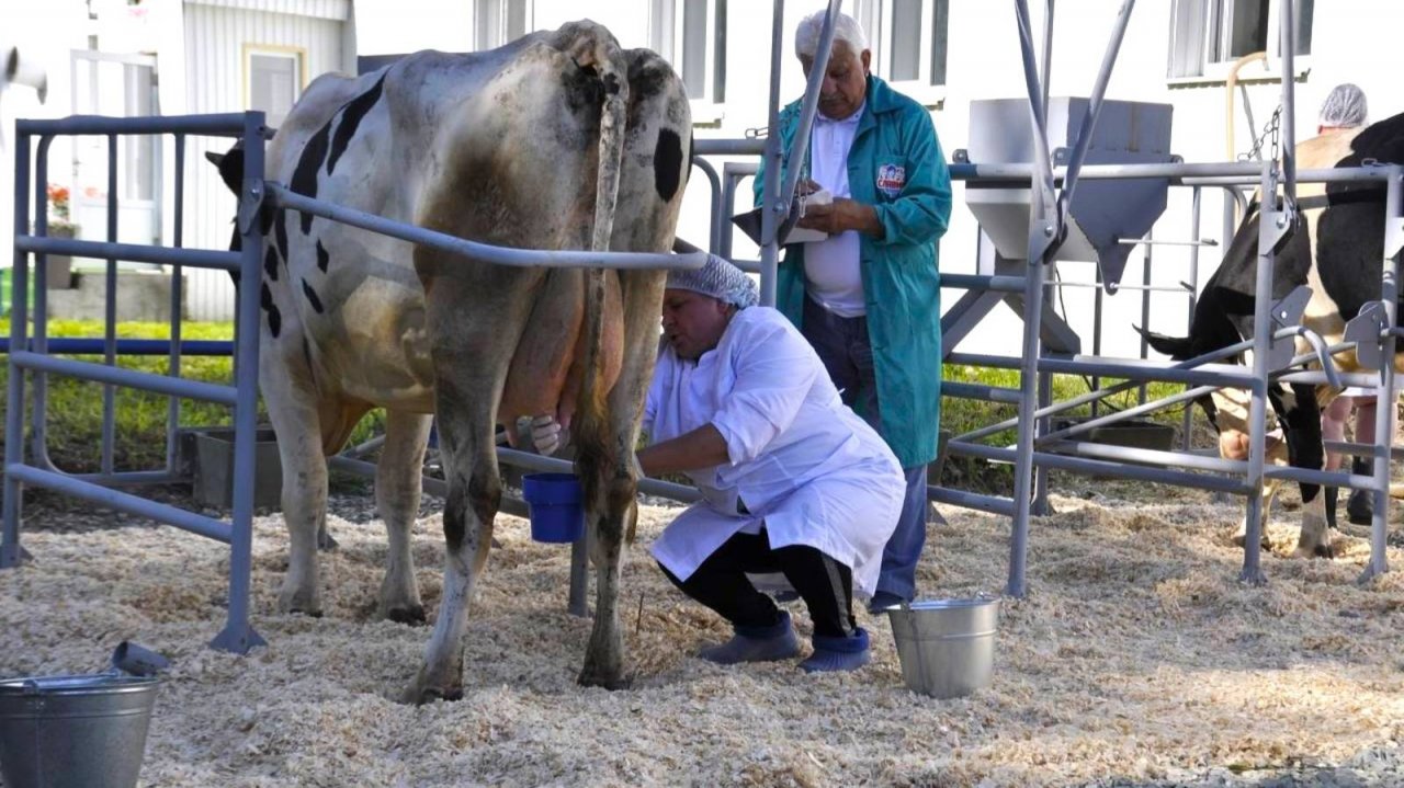 Лучшего мастера по машинному доению коров определили в Урае