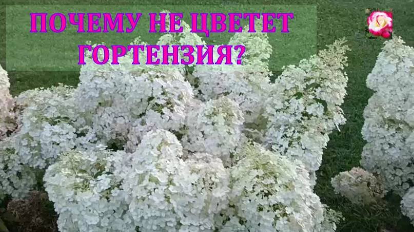 ПОЧЕМУ ГОРТЕНЗИЯ НЕ ЦВЕТЕТ?