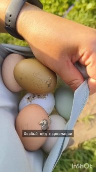 Выпустили кур на свободный выгул #куры #свободныйвыгул #переездвдеревню #ферма