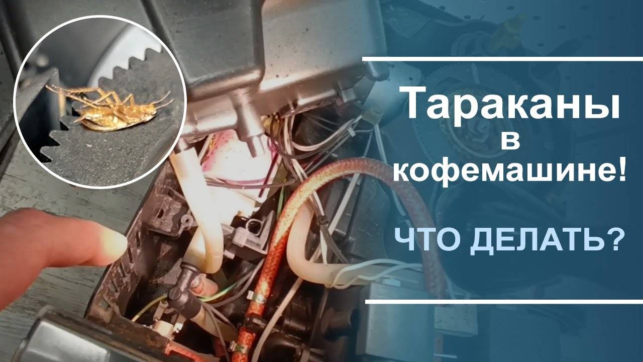 Как бороться с тараканами в кофемашине.